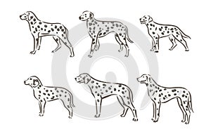 Cute dog dalmatian breed pedigree vector illustration