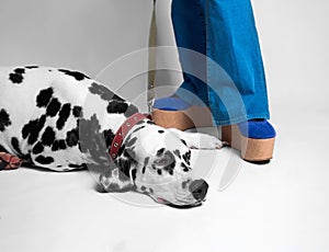 Cute dog Dalmatian dull on the floor