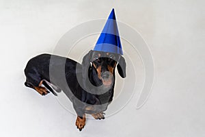 Cute dog dog puppy of the dachshund breed, black and tan, wearing a blue party a happy birthday hat isolated on gray background