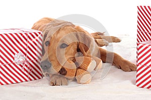 Cute dog with dog toy between christmas parcels