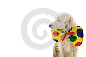 CUTE DOG DRESSED AS A CLOWN. CARNIVAL OR HALLOWEEN COSTUME. ISOLATED STUDIO SHOT ON WHITE BACKGROUND