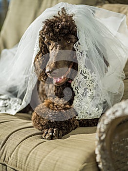 Cute dog dressed as maid of honor