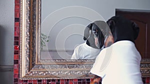 Cute dog dressed in T-shirt looks at mirror reflection at home