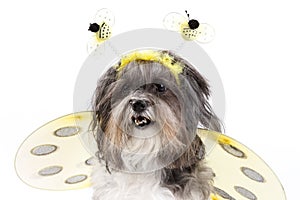 Cute dog dressed up as a bumble bee