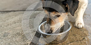 Cute Dog is drinking water from a bowl in a hot summer - Jack Russell Terrier Doggy 12 years old