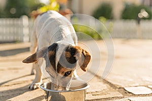 Cute Dog is drinking water from a bowl in a hot summer - Jack Russell Terrier Doggy 13 years old