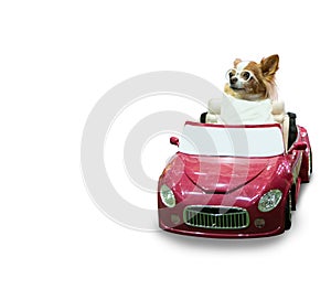 Cute dog driving red car