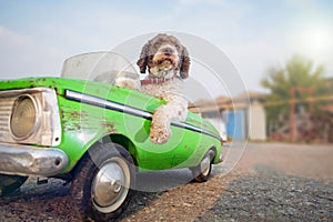 cute dog driving small retro car