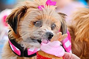 Cute Dog Eating Birthday Cupcake