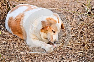 Cute dog eating bone