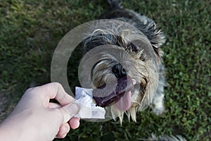 Cute dog eating purple popcicle