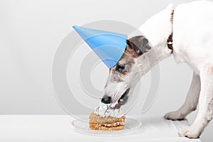 cute dog eating tasty birthday cake. High quality photo