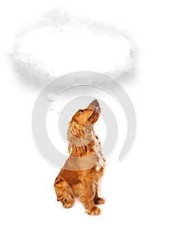 Cute dog with empty cloud bubble