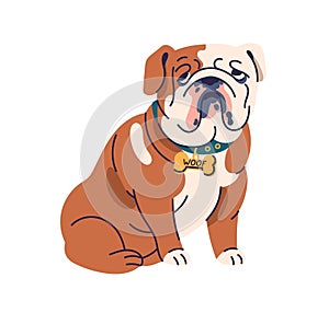 Cute dog of English bulldog breed. Funny chunky doggy, canine animal portrait. Purebred puppy in collar. Adorable chubby