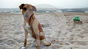 A cute dog enjoying lounging on the beach and enjoying the cool weather on a hot day