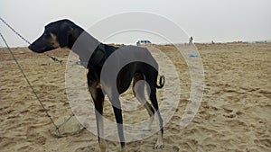 A cute dog enjoying lounging on the beach and enjoying the cool weather on a hot day