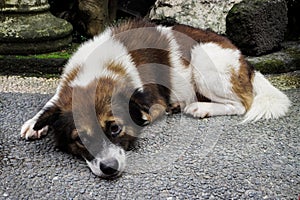 Cute dog enjoying relaxing time