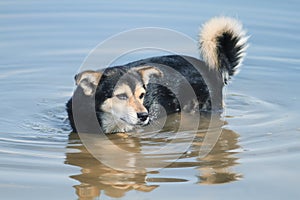 cute dog entered the water and bathed photo
