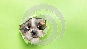 Cute dog face peeking out from behind torn green paper. Little playful Shih Tsu dog. Close up image