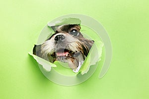 Cute dog face peeking out from behind torn green paper. Little playful Shih Tsu dog. Close up image