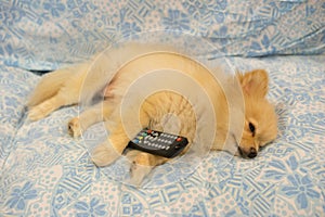 Cute dog fell asleep because TV is boring