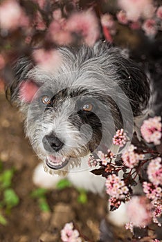 Carino il cane fiore un albero 