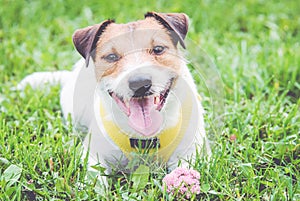 Cute dog with flower and word love on dog tag