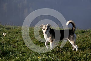 cute dog in foggy summer landscape in the mountains