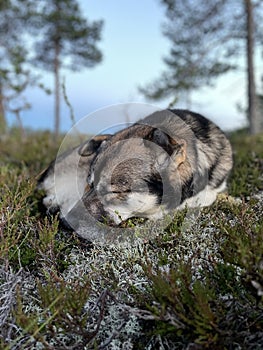 Cute dog in forest sleeping