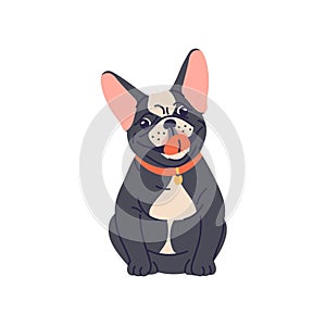 Cute dog of French bulldog breed. Funny adorable puppy. Happy joyful doggy sitting in collar. Lovely joyous smiling pup