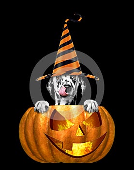 Cute dog in funny hat sitting in halloween pumpkin - isolated on black