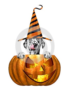 Cute dog in funny hat sitting in halloween pumpkin - isolated on white