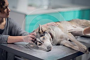 A cute dog getting a check up at the vets office