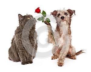 Cute Dog Giving Flower To a Cat