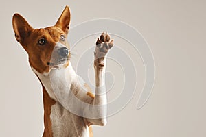 Cute dog giving his paw