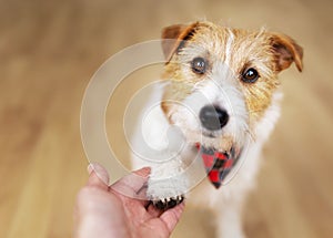 Cute dog giving paw, relationship of human and pet