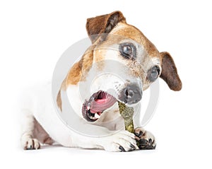 Cute dog gnawed bone treat,