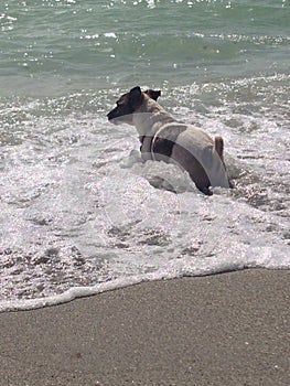 Cute dog going into the ocean sand, ocean waves on florida gulf coast dog beach swim fl swimming