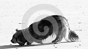 cute dog going to lay on sand