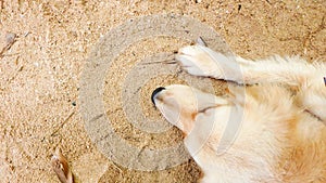 Cute dog golden retriever sleeping on sand beach funny pose