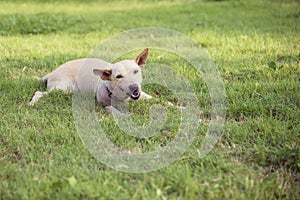 cute dog on grass field day time.