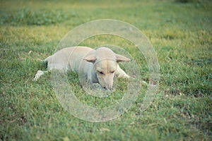 cute dog on grass field day time.