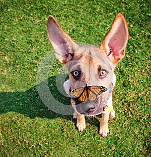 A cute dog in the grass at a park during summer with a butterfl