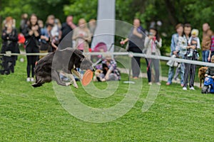 Cute dog in the grass at summer park during catching a frisbee disc, jump moment. Happiness in energy and in motion. Dog