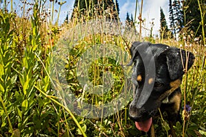 Cute dog in the grass of washington