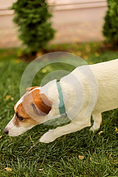 Cute dog on green grass. Jack Russell Terrier on a summer walk