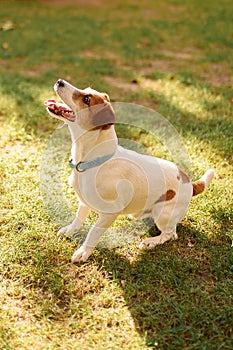 Cute dog on green grass. Jack Russell Terrier on a summer walk