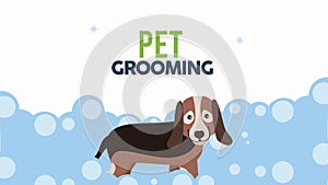 cute dog grooming bath time animation