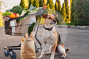Dog guards a shopping cart full of food photo