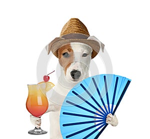 Cute dog in hat with cocktail and fan on white background. Summer party